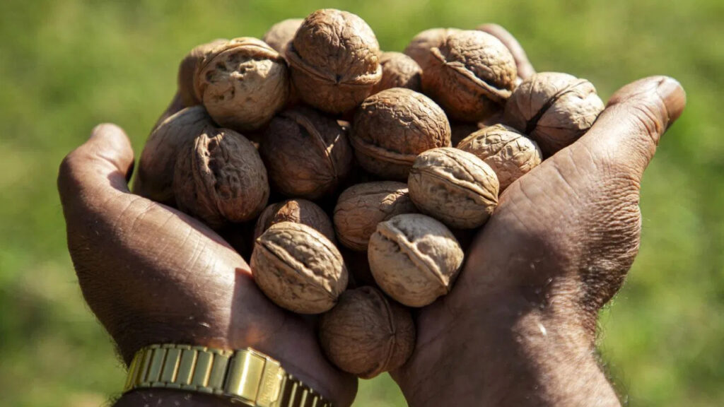 जम्मू-कश्मीर का अखरोट